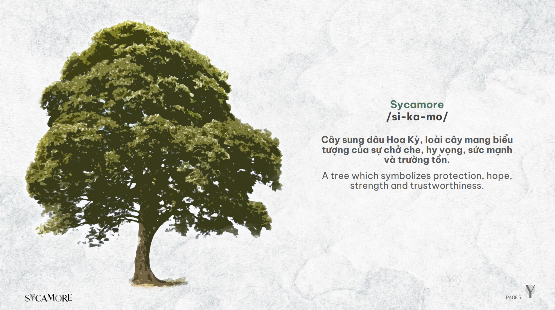 Sycamore (cây sung dâu Hoa Kỳ)